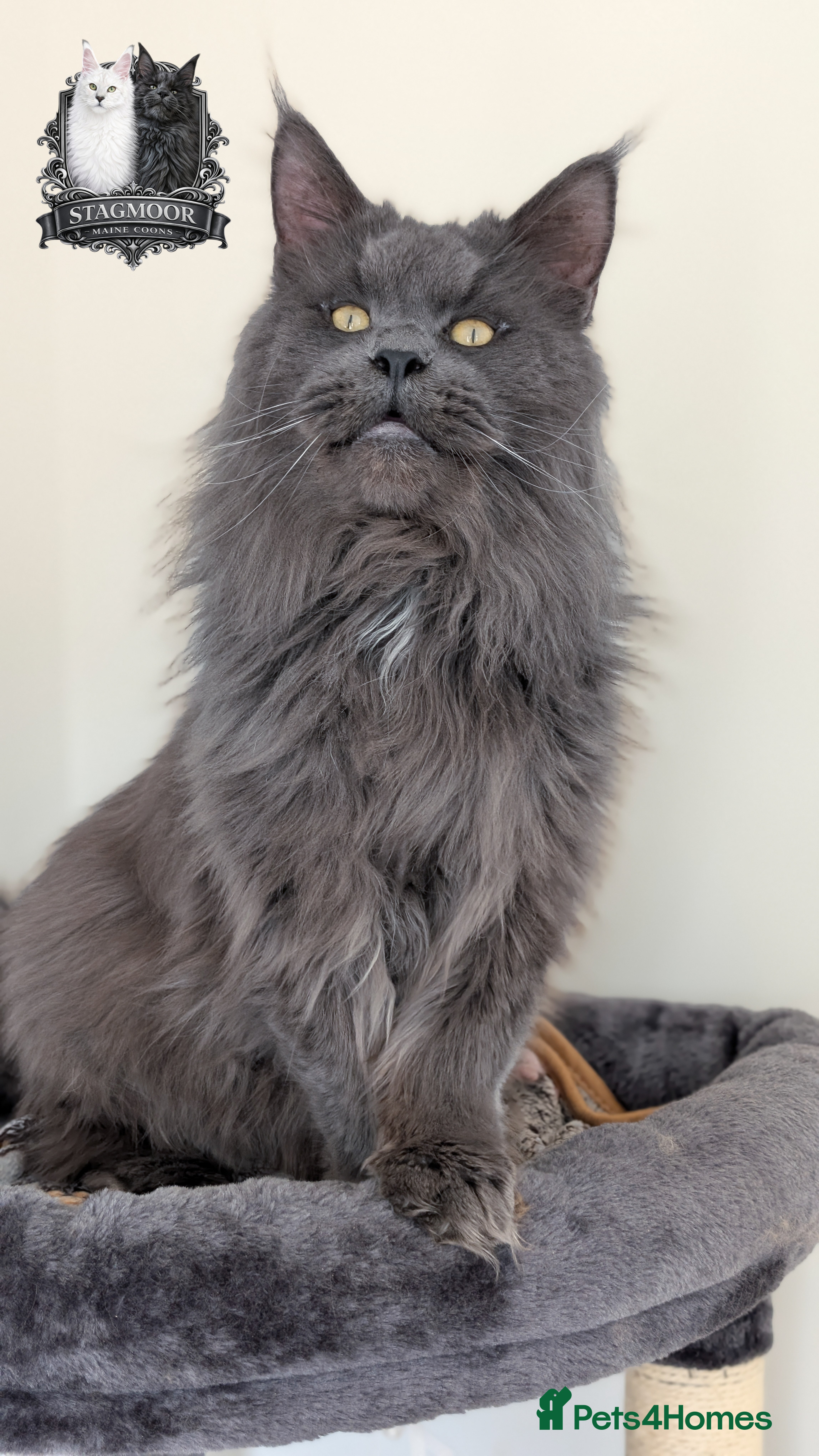 Maine Coon cats Large Blue Smoke Maine Coon Stud GCCF/TICA  - Advert 9