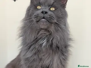 Maine Coon cats Large Blue Smoke Maine Coon Stud GCCF/TICA - Advert 9