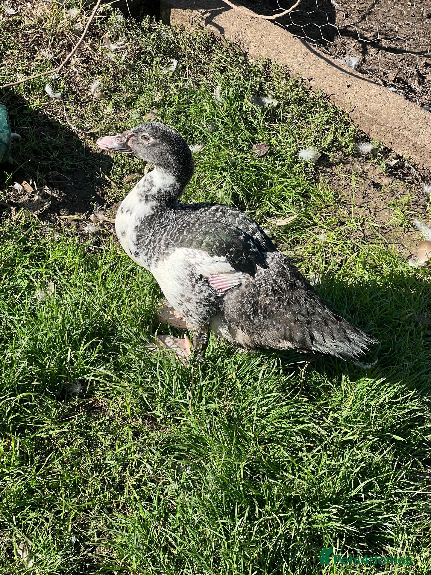 Ducks poultry Barred muscovy trio - Male & 2 Females - Advert 2