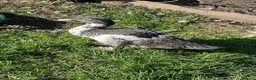 Ducks poultry for sale: Barred muscovy trio - Male & 2 Females - Advert 2