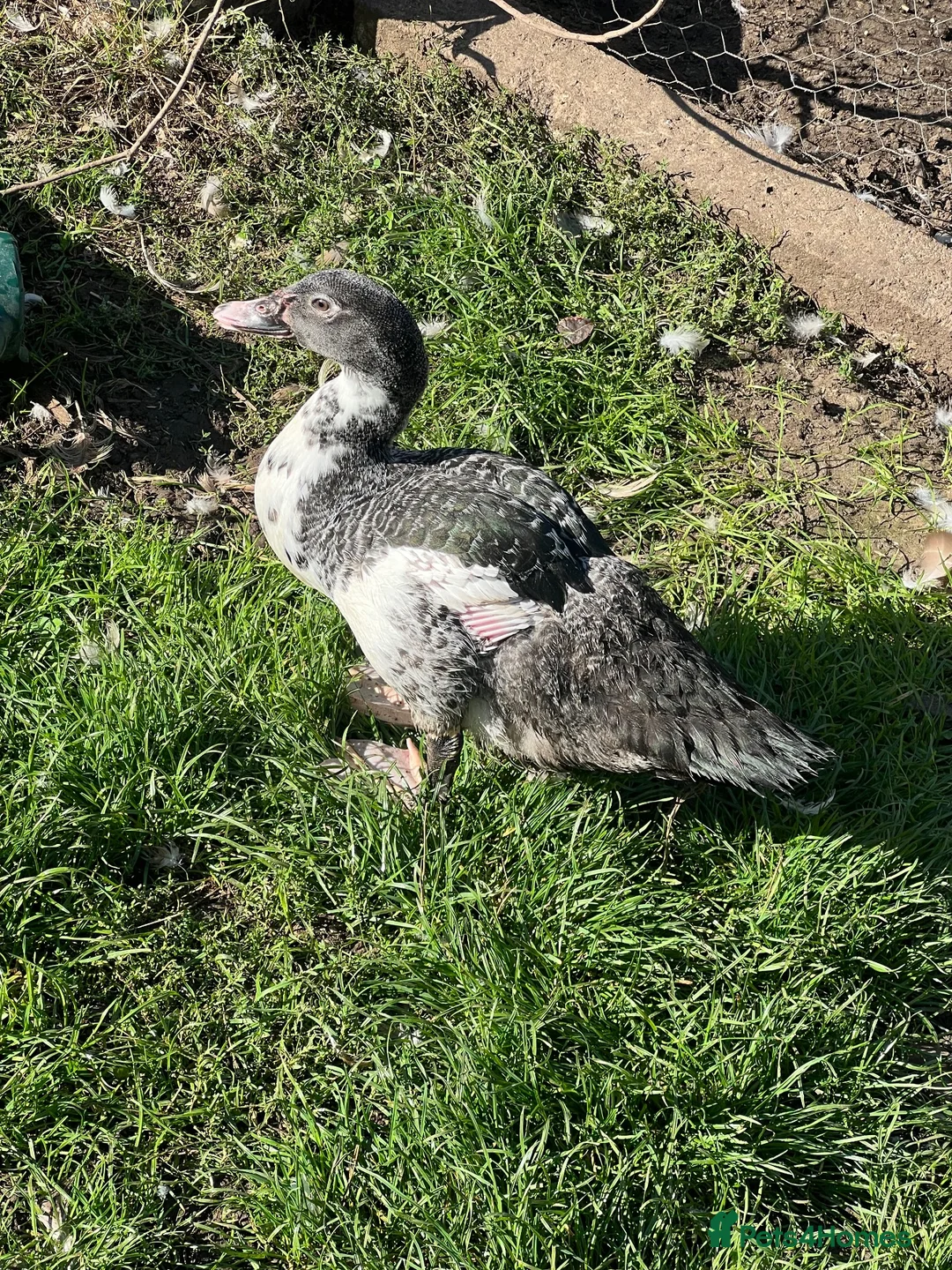 Ducks poultry for sale: Barred muscovy trio - Male & 2 Females - Advert 2