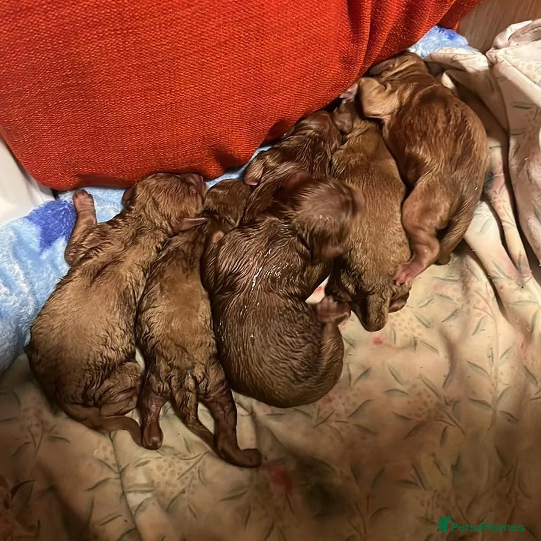 Miniature Poodle dogs for stud: Red K.C reg Miniature Poodle 4 Stud HEALTH TESTED in Chesterfield - Advert 15