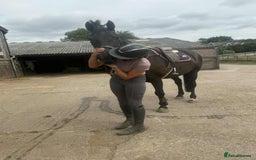 British Warmblood horses for sale: Fudge the yard favourite  - Image 8