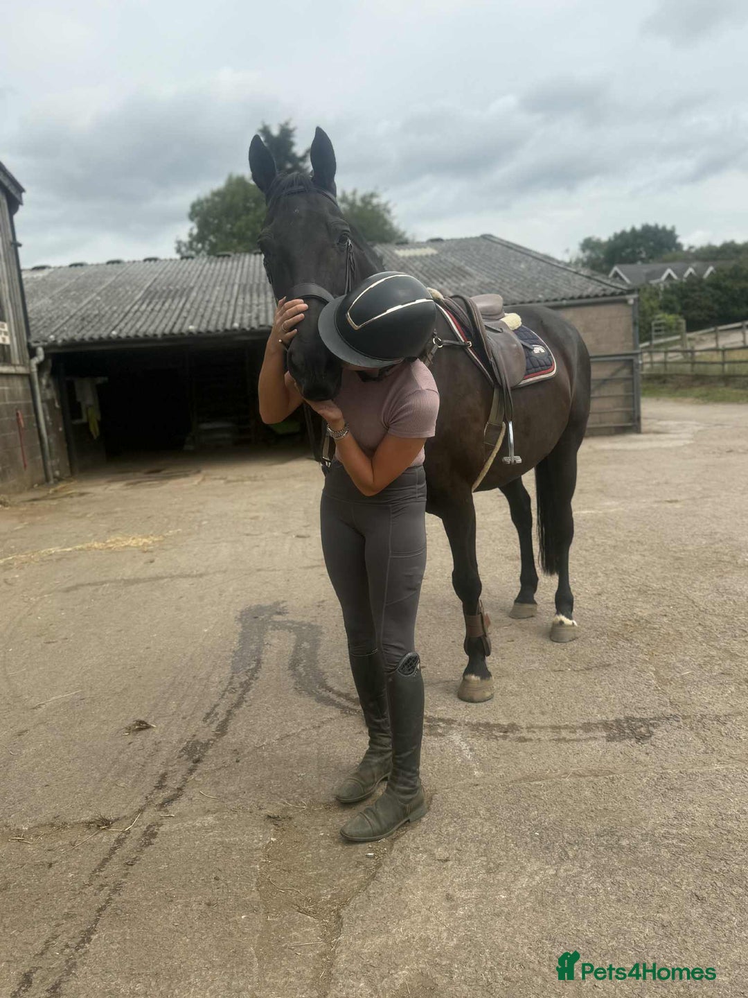 British Warmblood horses for sale: Fudge the yard favourite  - Image 8