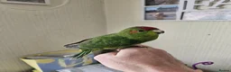 Mixed Breed birds for sale:  kakariki chicks hand tame  - Advert 12