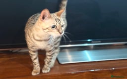 Bengal cats for sale: Snow bengal female  - Image 1