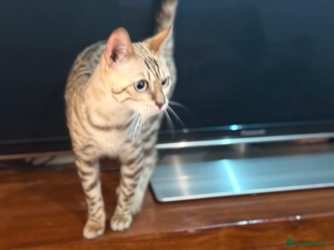 Bengal cats for sale: Snow bengal female  - Image 1
