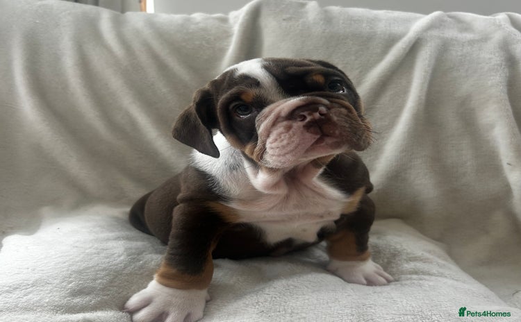English Bulldog dogs - Advert 5