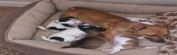 Jack Russell dogs for sale: Beautiful jack Russell puppy’s  - Advert 20