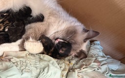 RagaMuffin cats for sale: Ragamuffin kittens  - Image 27
