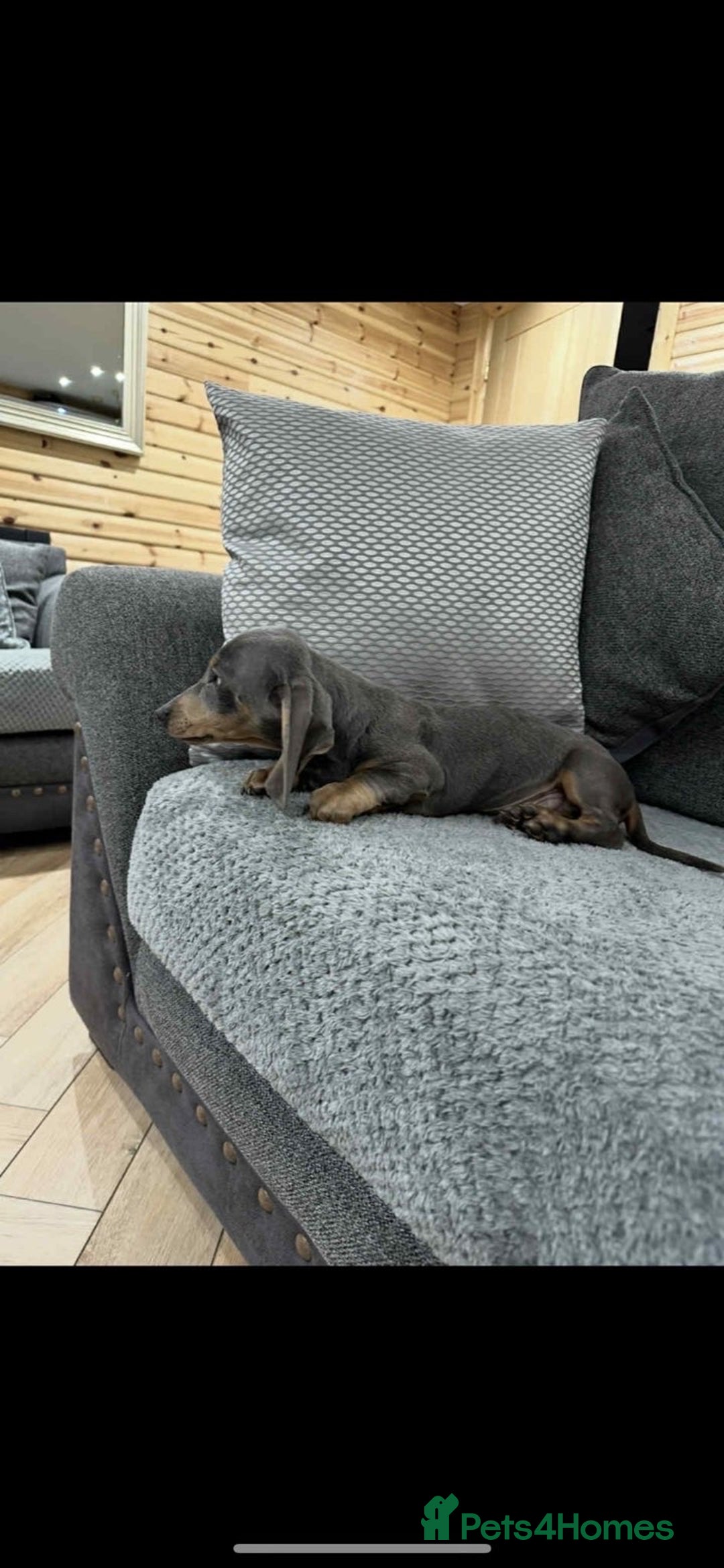 Dachshund dogs for sale: Dachshund  - Advert 6