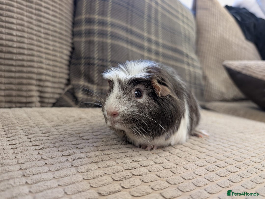 Guinea Pig rodents for sale: 4 female guinea pigs - Advert 13