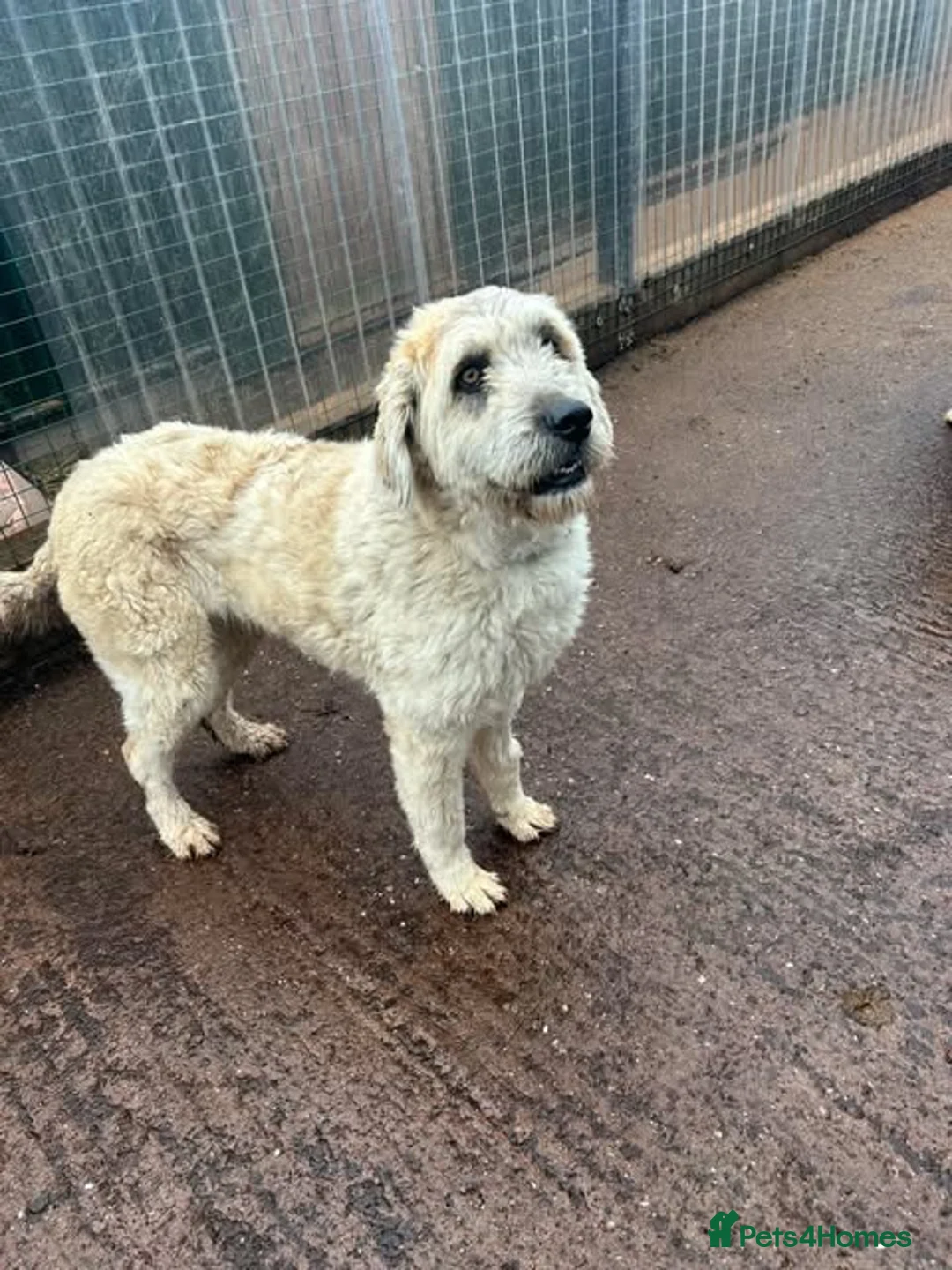 Mixed Breed dogs for adoption: Meet Mira, currently residing in Cheshire - Advert 1