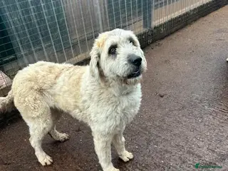 Mixed Breed dogs Meet Mira, currently residing in Cheshire - Advert 9