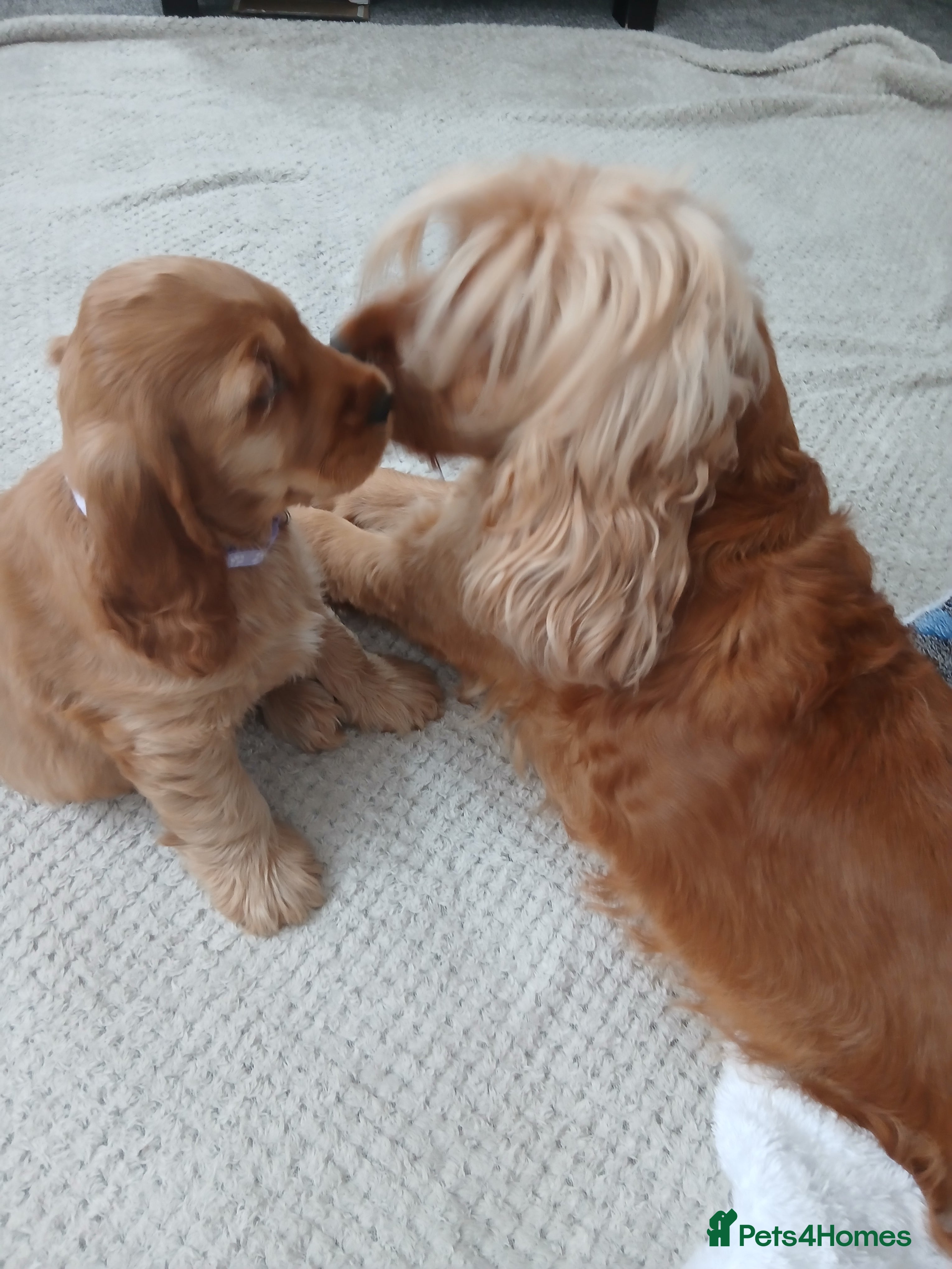 Cocker Spaniel dogs **show cockers Ready to leave for forever homes** - Advert 1