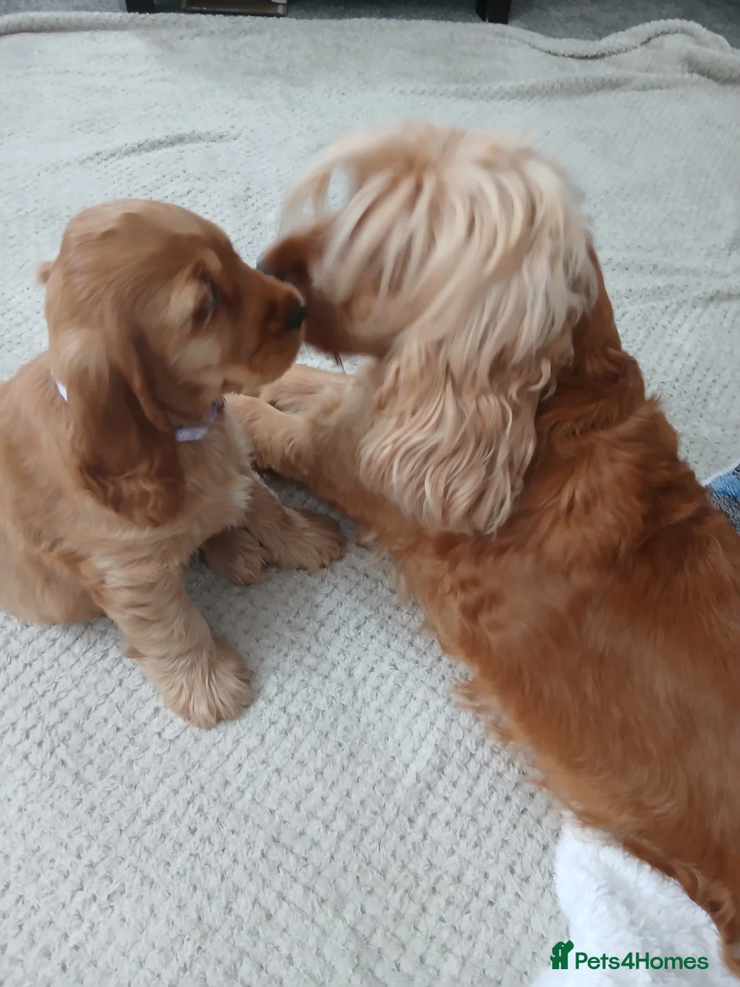 Cocker Spaniel dogs for sale: **show cockers Ready to leave for forever homes** - Advert 1