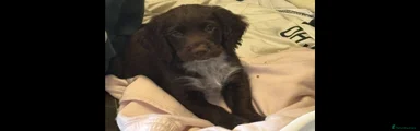 Cocker Spaniel 1