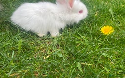 Mixed Breed rabbits for sale: Baby rabbits mixed - Advert 4