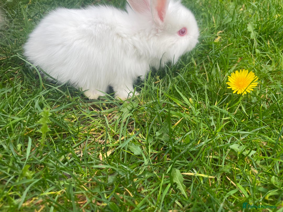 Mixed Breed rabbits for sale: Baby rabbits mixed - Advert 4