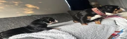 Olde English Bulldogge dogs for sale: STUNNING RARE OLD ENGLISH BULLDOG PUPS - Advert 18