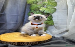 Ragdoll cats for sale: 💎 Purebred Ragdoll kittens-Champion Bloodlines 💎 - Image 11