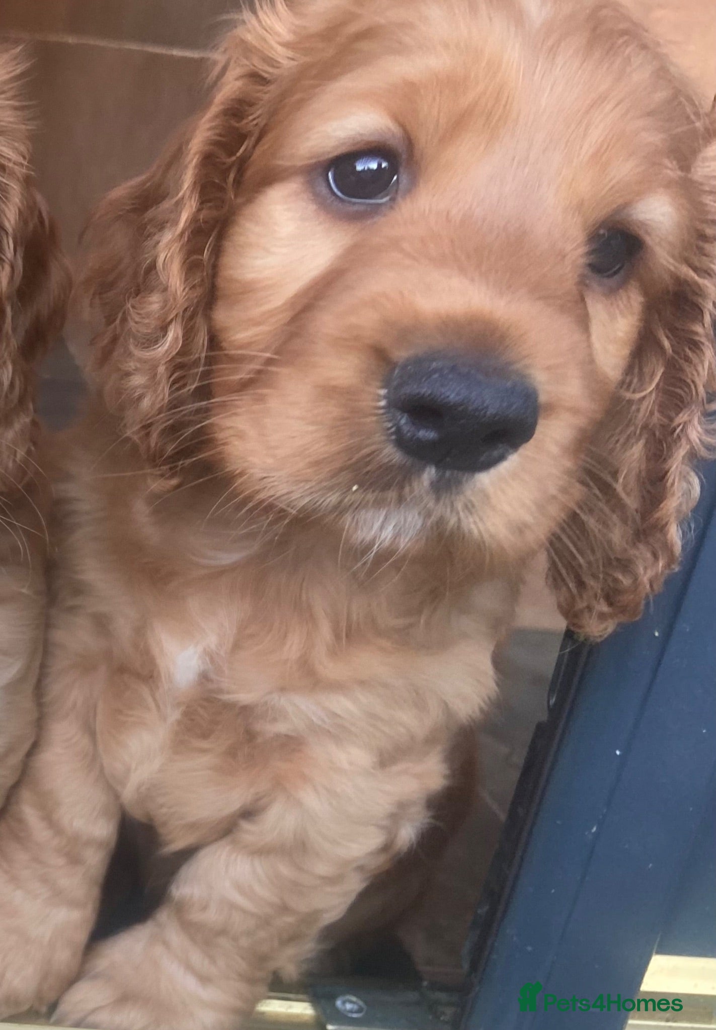 Cocker Spaniel dogs  Cockerspaniel Puppies For Sale - Advert 1