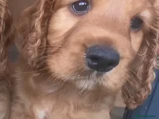 Cocker Spaniel dogs Cockerspaniel Puppies For Sale - Advert 1