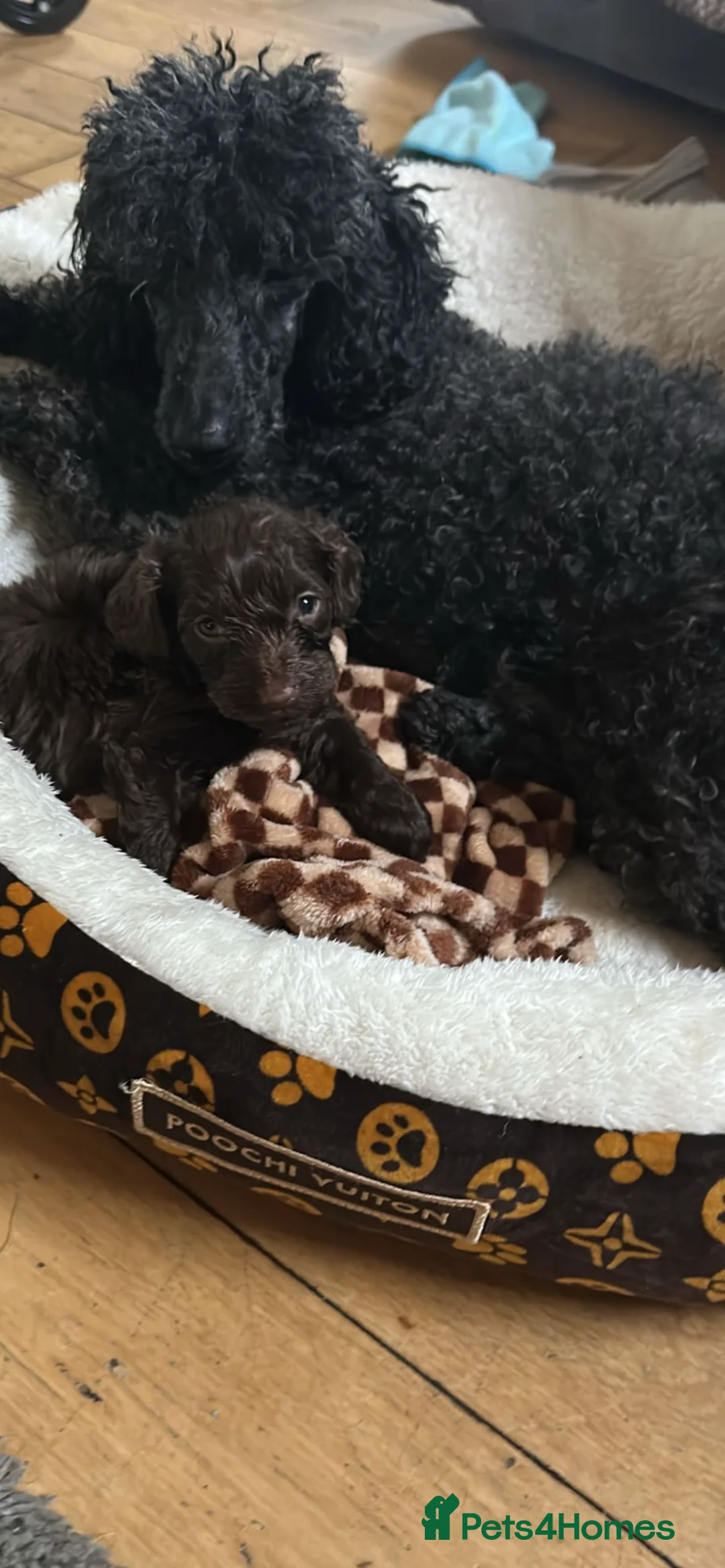 Cavapoo dogs for sale: Chocolate cavapoo boy  in Wakefield - Advert 1