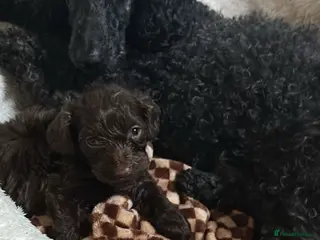 Cavapoo dogs Chocolate cavapoo boy - Advert 1