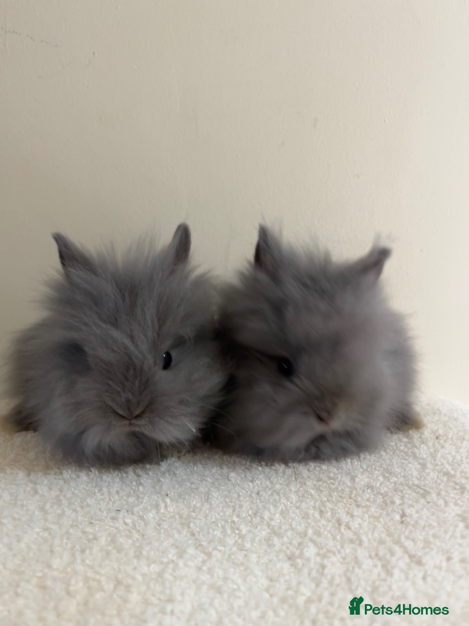 Lionhead rabbits READY FOR THEIR FOREVER HOMES Lionhead Doe & buck - Advert 14