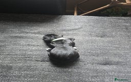 Cane Corso dogs for sale: Cane Corso puppies - Image 4