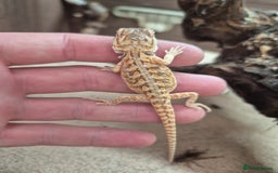 Bearded Dragon reptiles for sale: Baby bearded dragons - Image 6