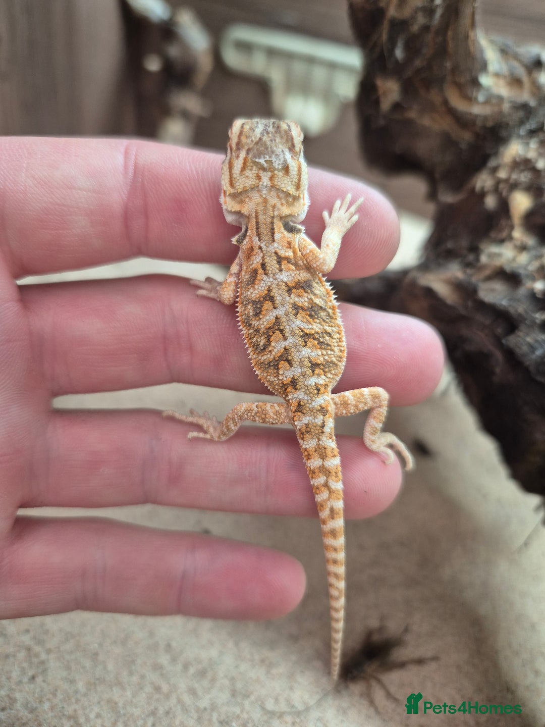 Bearded Dragon reptiles for sale: Baby bearded dragons - Image 6