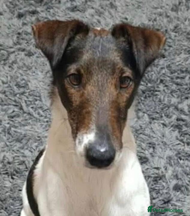 Fox Terrier dogs Lovely Loki seeking his forever home - Advert 7
