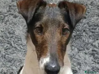 Fox Terrier dogs Lovely Loki seeking his forever home - Advert 7