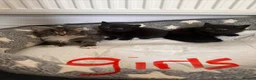Mixed Breed cats for sale: 5 kittens looking for homes  in Derby - Advert 4