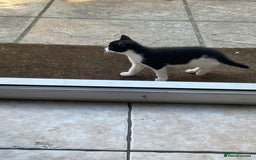 Domestic Shorthair cats for sale: 6 beautiful kittens for sale!!  - Image 14