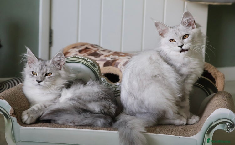 Maine Coon cats - Advert 2