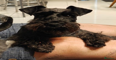 Miniature Schnauzer dogs - Advert 11