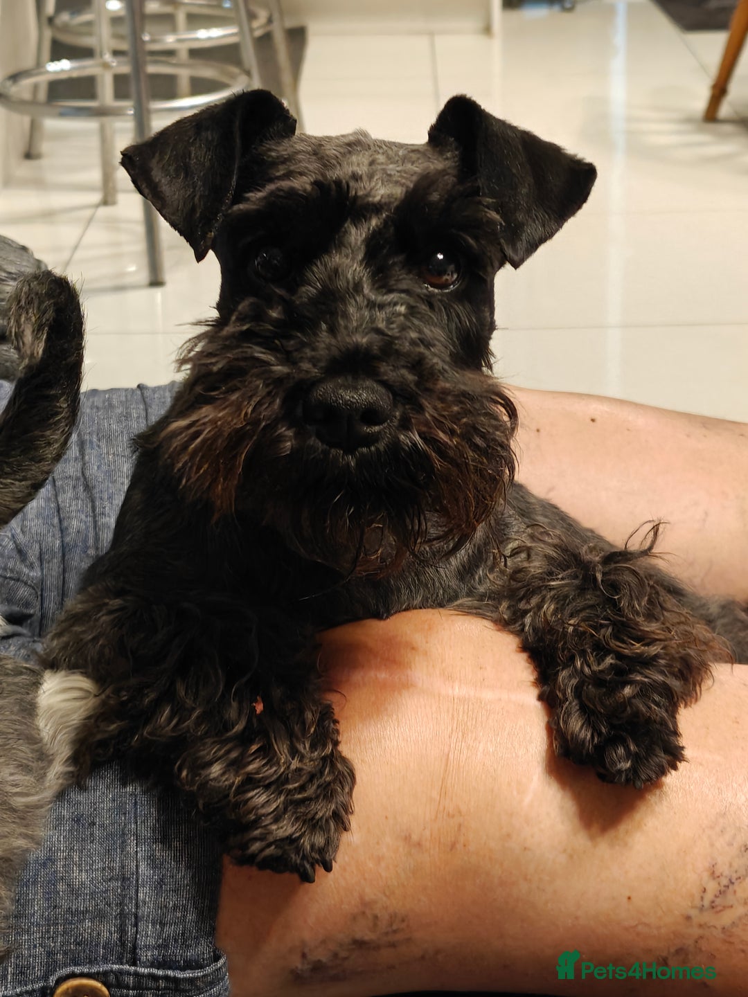 Miniature Schnauzer dogs for sale: Beautiful KC Miniature Schnauzer Puppies  - Image 3