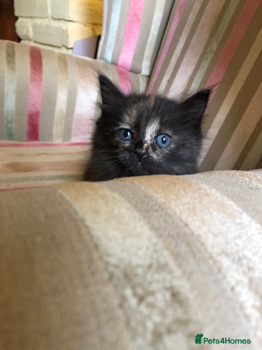 Mixed Breed cats for sale: Violet’s kittens - Image 5