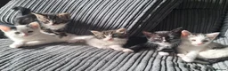 Mixed Breed cats for sale: Beautiful friendly kittens looking for loving home - Advert 3