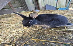 Rex rabbits for sale: Rex x bunnies - Advert 4