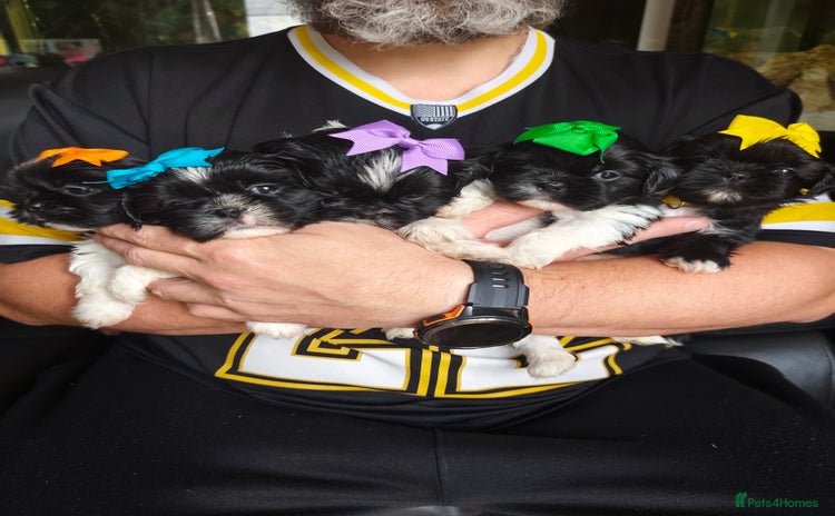 Shih Tzu dogs - Advert 1
