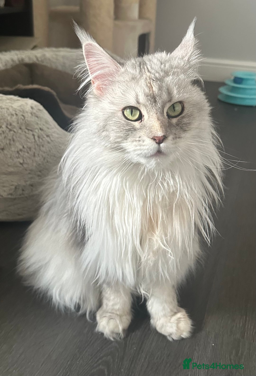 Maine Coon cats for sale: TICA REGISTERED FEMALE MAINE COON in Colchester - Image 10
