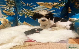 Cavapoo dogs for sale: The wait is over Petite Toy Cavapoo puppies  - Image 6