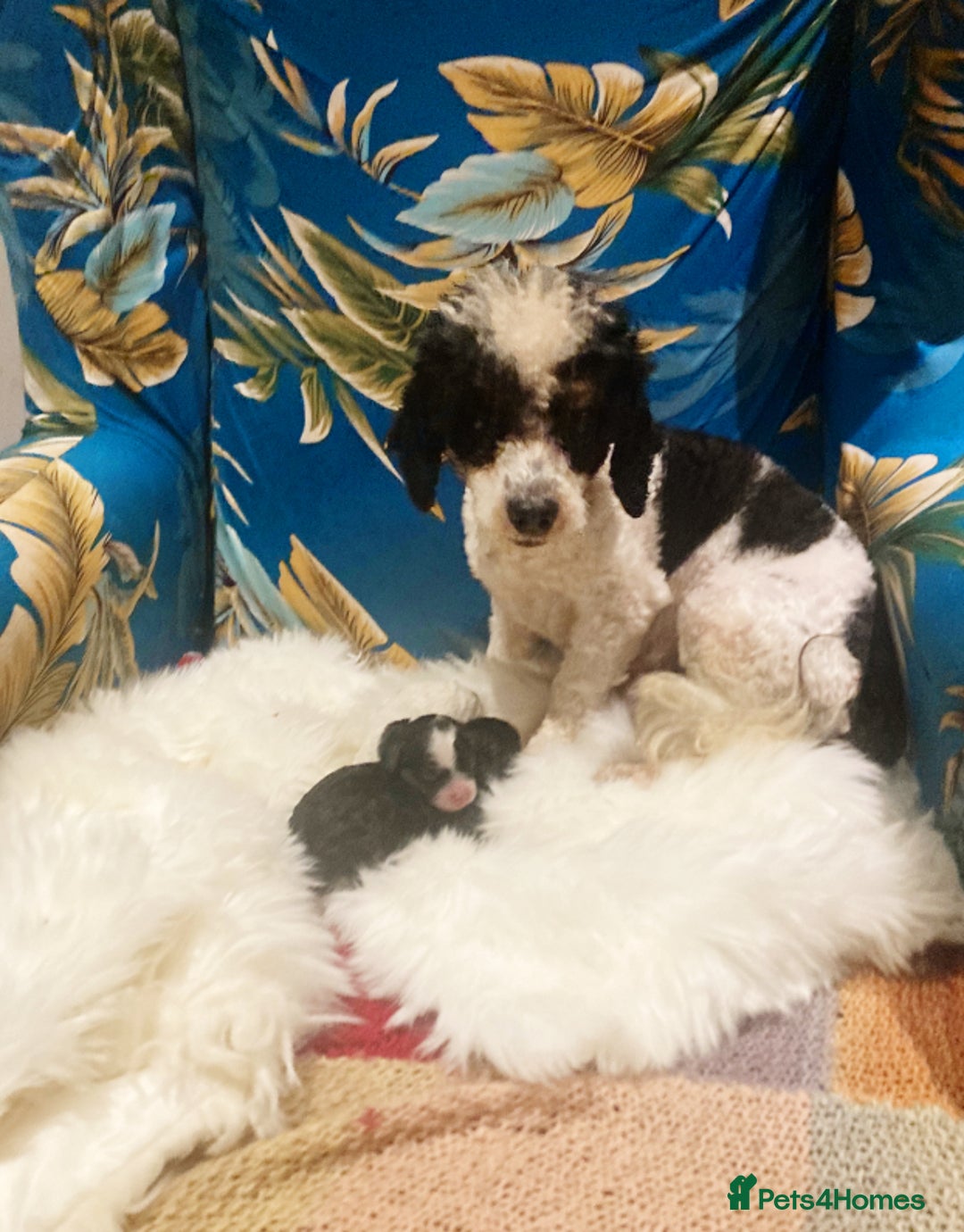 Cavapoo dogs for sale: The wait is over Petite Toy Cavapoo puppies  - Image 6