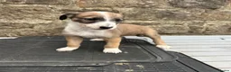 Lurcher dogs for sale: Bedlington whippet lurcher pups - Advert 16