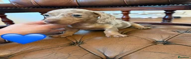Miniature Dachshund 3