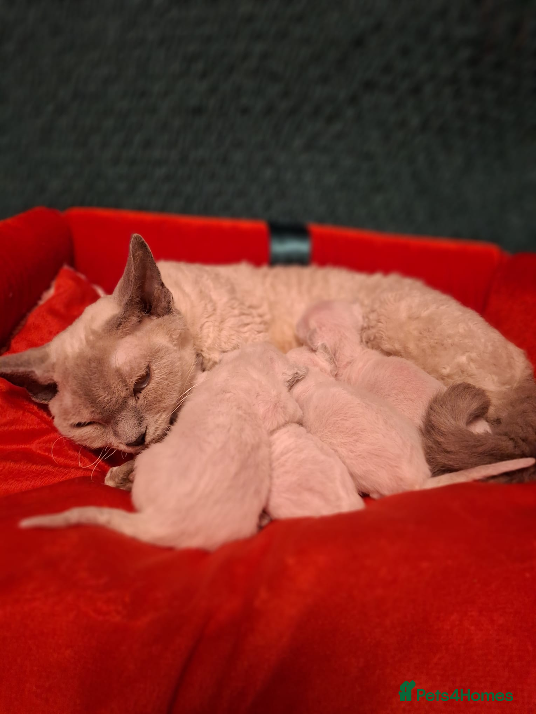 Devon Rex cats for sale: 🌸 Wonderful Devon Rex Kittens  🌸 - Advert 5